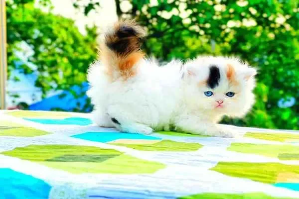 Image of: Kitten Kennel & Pets